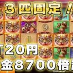 【オンラインカジノ】出た！虎13匹固定でフィーバータイム突入したw【Tiger’s Glory Ultra】